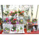 FLEURS ET PLANTES - NOËL