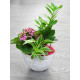 Compositions florales, Plantes et Fleurs