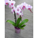 Compositions florales, Plantes et Fleurs