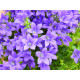 Compositions florales, Plantes et Fleurs