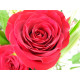 Compositions florales, Plantes et Fleurs