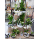 FLEURS ET PLANTES - NOËL