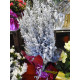 FLEURS ET PLANTES - NOËL